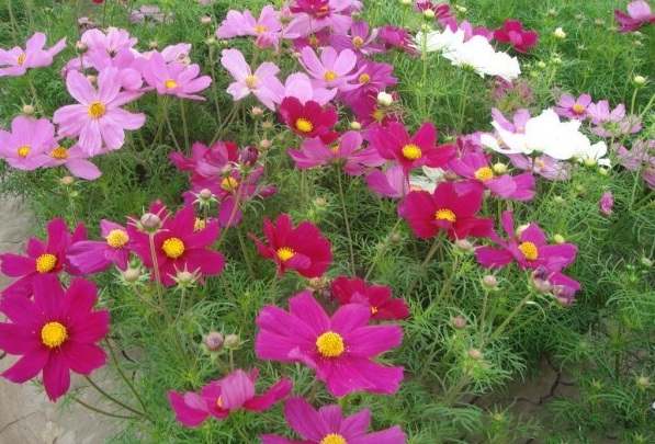 1634464849275066.jpg 圖片.jpg