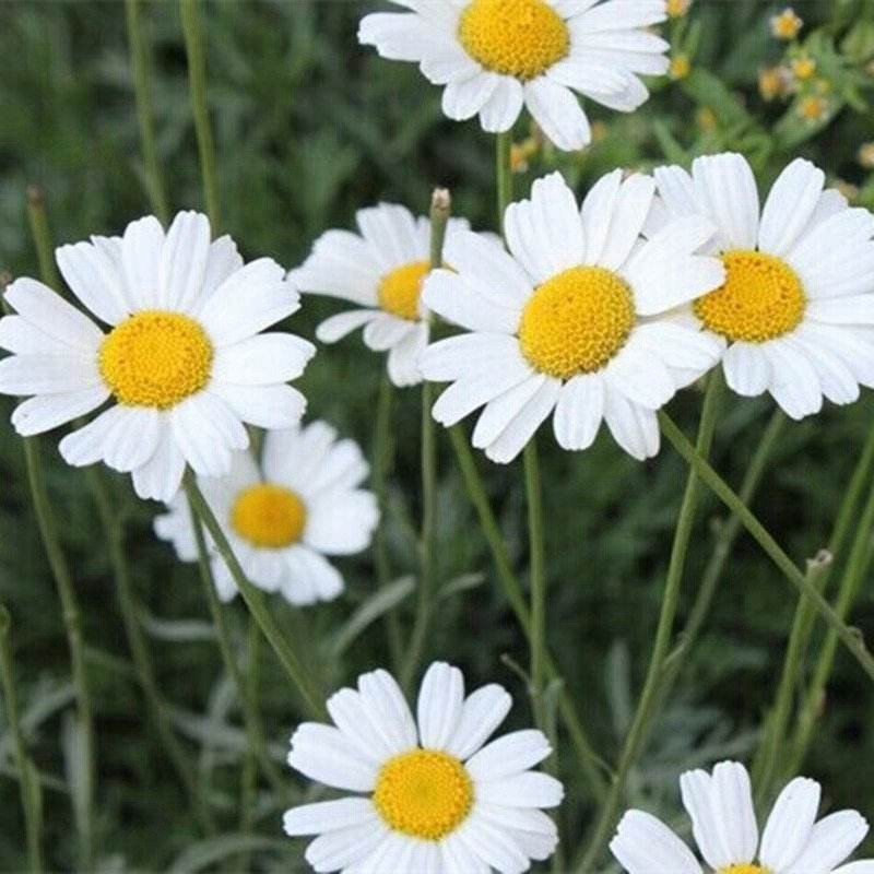 除蟲菊的簡單介紹和種植注意事項 除蟲菊的簡單介紹和種植注意事項