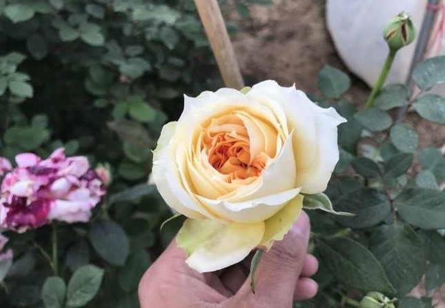 1634466166614086.jpg 圖片.jpg