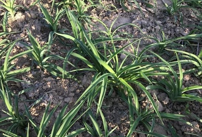 1634466470658674.jpg 1634466470658674.jpg