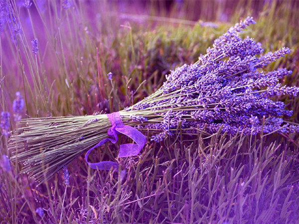 薰衣草 薰衣草