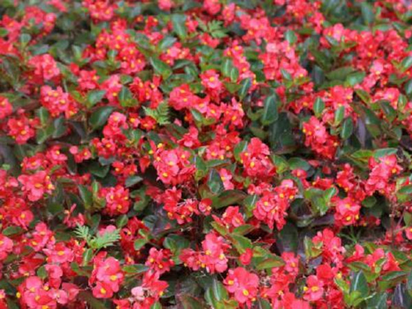 四季海棠 四季海棠