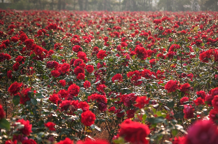 1634725747867690.jpg 1634725747867690.jpg