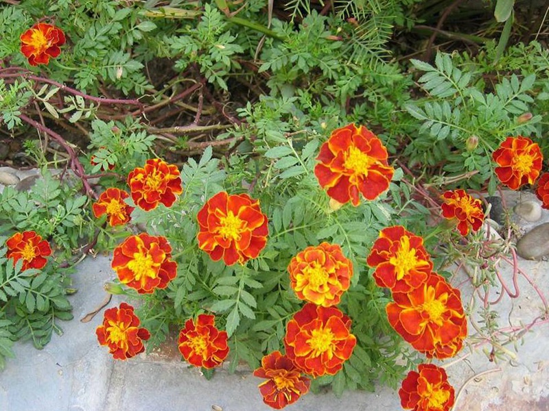 1634737165424721.jpg 9ae6803b824d50c2da9d51153649295d_1591082670290266.jpg