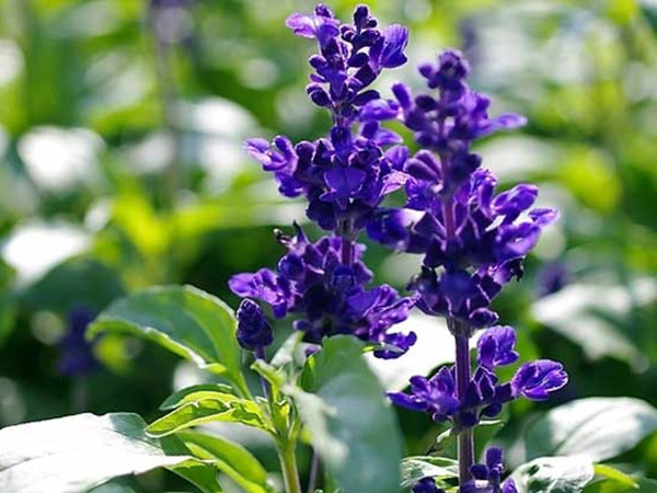 鼠尾草種植至開(kāi)花需要多久