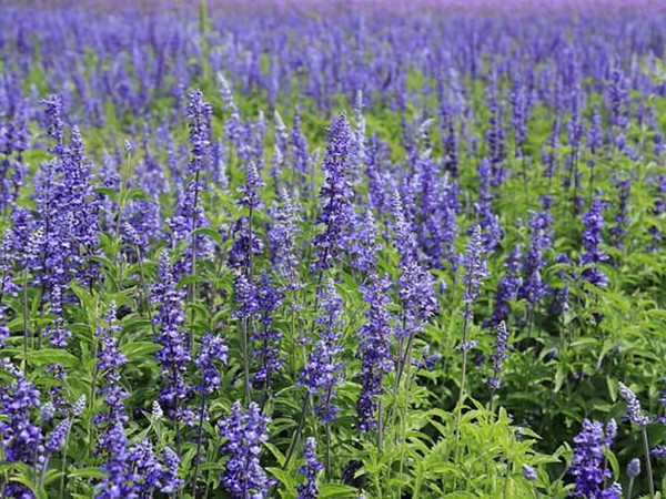 鼠尾草種植至開(kāi)花需要多久
