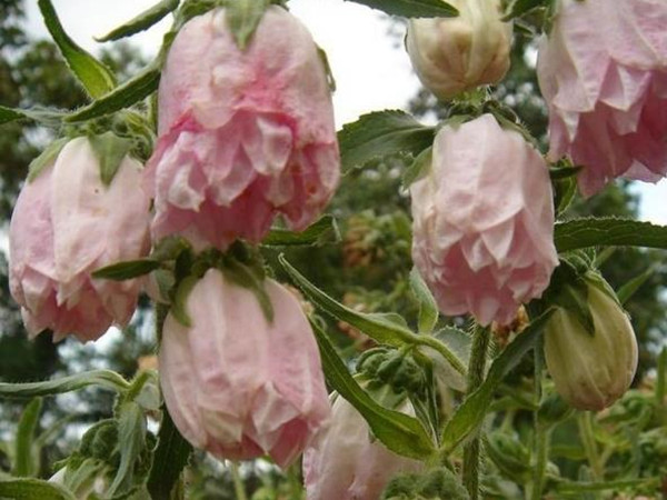 1634745451277217.jpg 004_副本.jpg