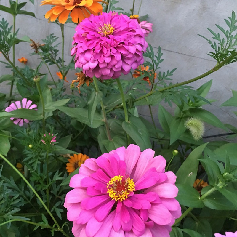 百日草發芽后多久開花 百日草發芽后多久開花