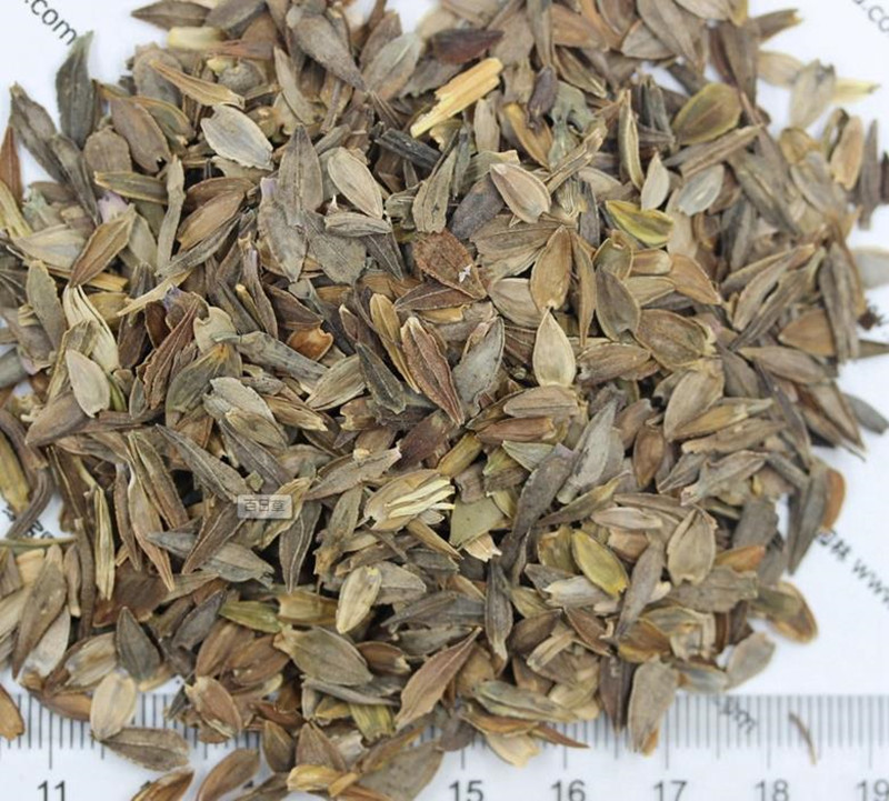 百日草發芽后多久開花 百日草發芽后多久開花