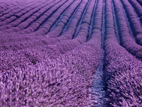 薰衣草 薰衣草