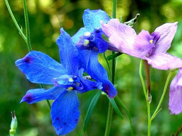 長(zhǎng)江流域冬天開(kāi)的草花 長(zhǎng)江流域冬天開(kāi)的草花