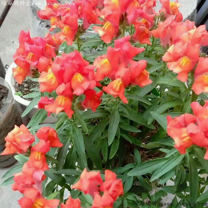 1634785852169621.jpg 56be6f744172a08516b52d749886e4c8_1585646448923468.jpg