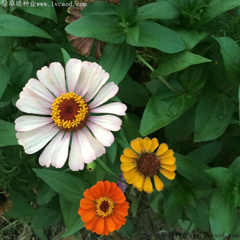 1634787591610121.jpg 65c03b5fe8d7da00c701d9e48c32177b_1584950838310927.jpg