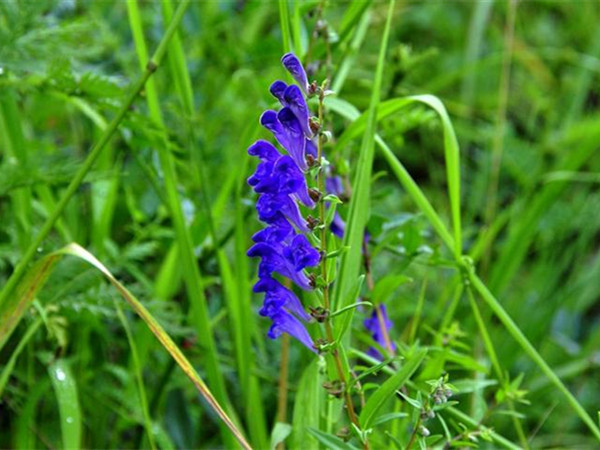 藍(lán)花鼠尾草開(kāi)花能開(kāi)多久 藍(lán)花鼠尾草開(kāi)花能開(kāi)多久
