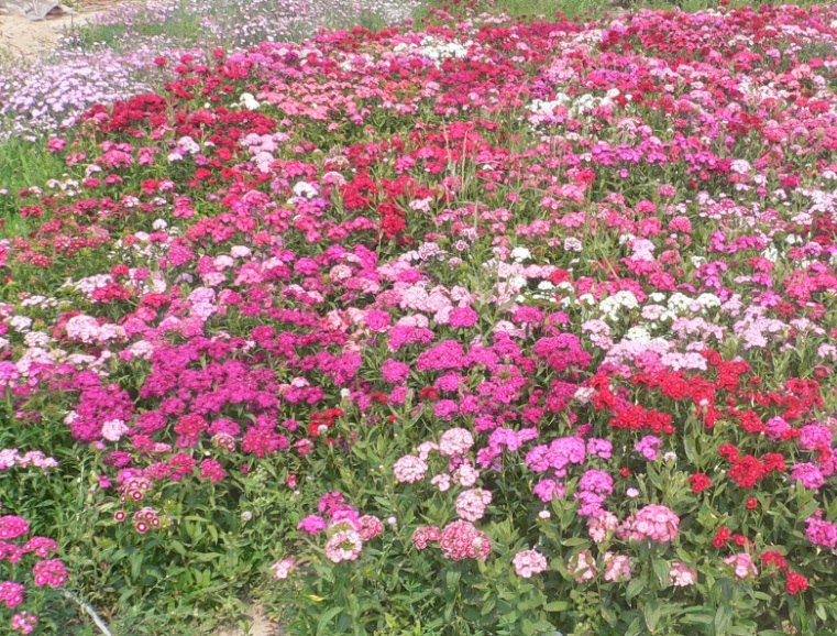 1635259048743529.jpg 1635259048743529.jpg