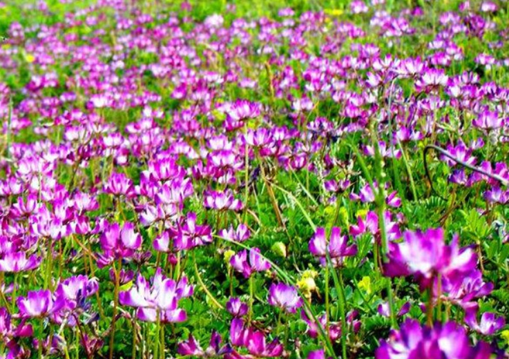 1635488453230879.jpg 3.jpg