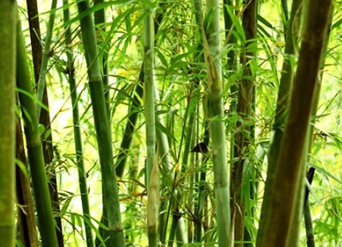 1635491258671596.jpg 1635491258671596.jpg