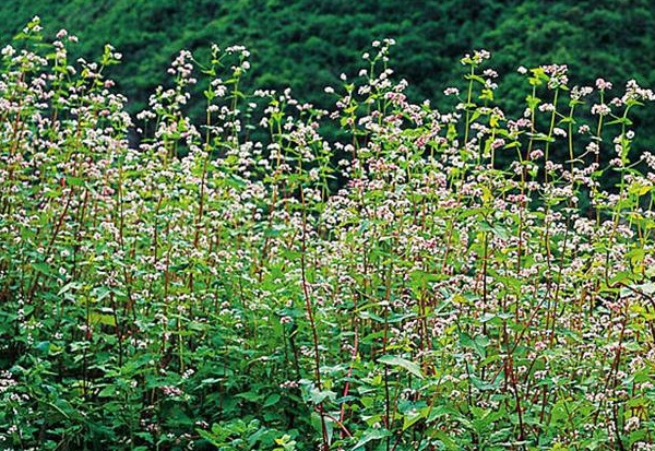 1635906179745165.jpg image.jpg