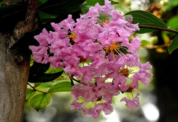 1635906585408791.jpg image.jpg