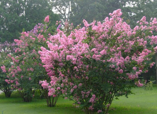 1635906639249952.jpg image.jpg