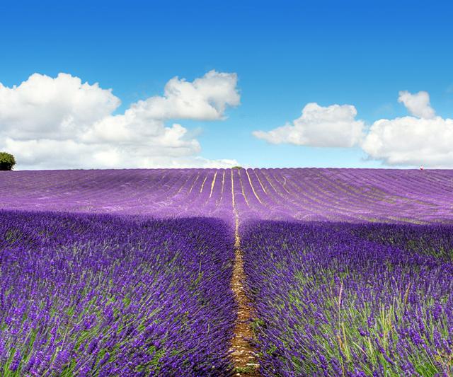 養(yǎng)好薰衣草的四個(gè)種植栽培要點(diǎn) 養(yǎng)好薰衣草的四個(gè)種植栽培要點(diǎn)