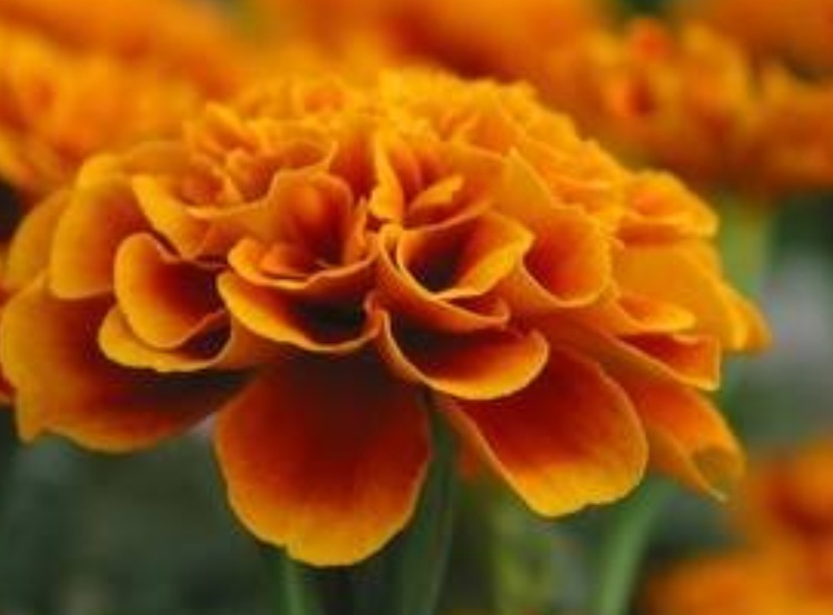 1636119442776317.jpg 1636119442776317.jpg