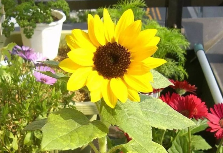 1636295584463307.jpg 1636295584463307.jpg