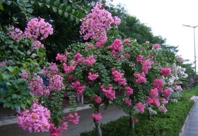 1636709131231140.jpg 1636709131231140.jpg