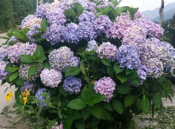 1636978738311681.jpg image.jpg