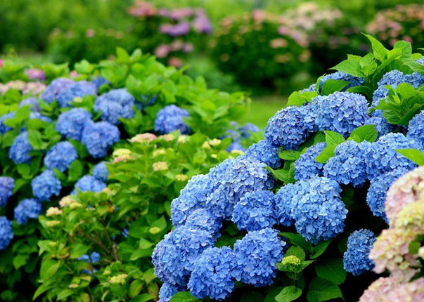 1636978748633946.jpg image.jpg