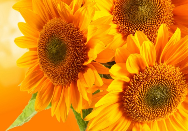 1637023669291923.jpg image.jpg