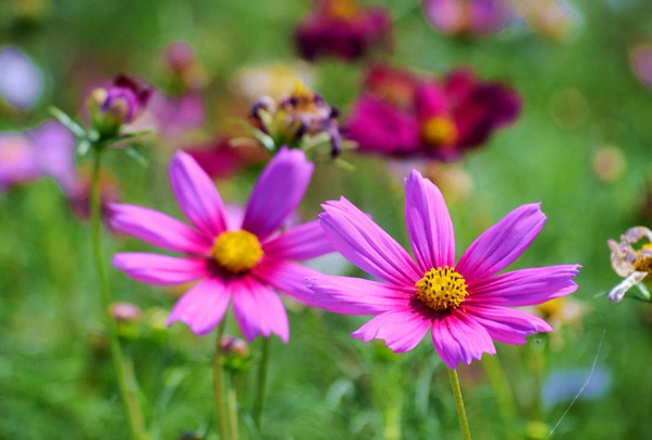 1637026174424918.jpg image.jpg