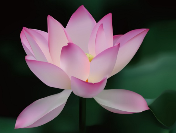 1637026848259610.jpg image.jpg