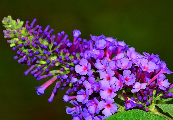 1637027858829613.jpg image.jpg