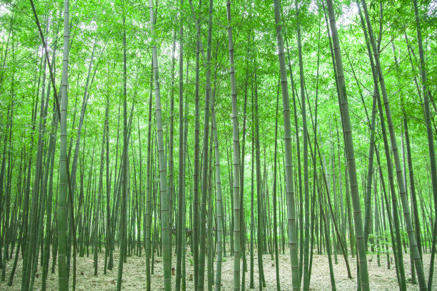 1637055705127656.jpg fe6844c83d6e64c9a84f05f224a4bfa3_t019c1568f9e128c701.jpg