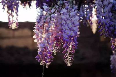 1637146995250481.jpg 1637146995250481.jpg