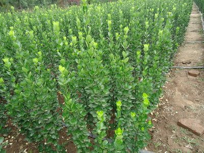 1637228173544855.jpg 1637228173544855.jpg