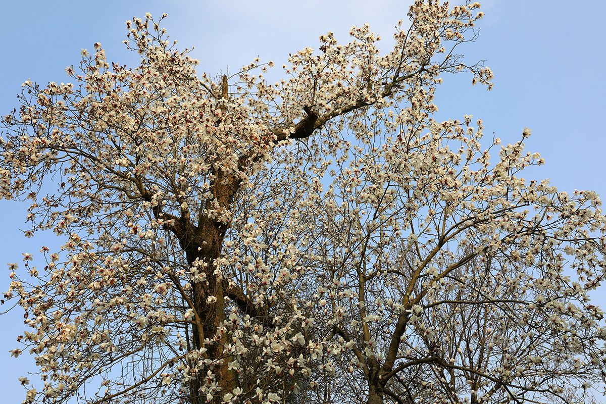 1637231156114707.jpeg 1637231156114707.jpeg