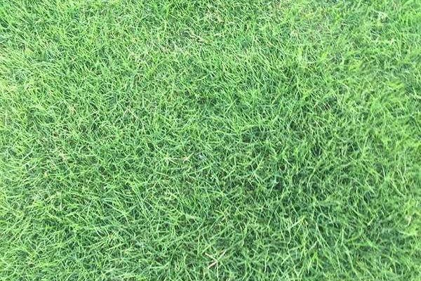 矮生百慕大 矮生百慕大