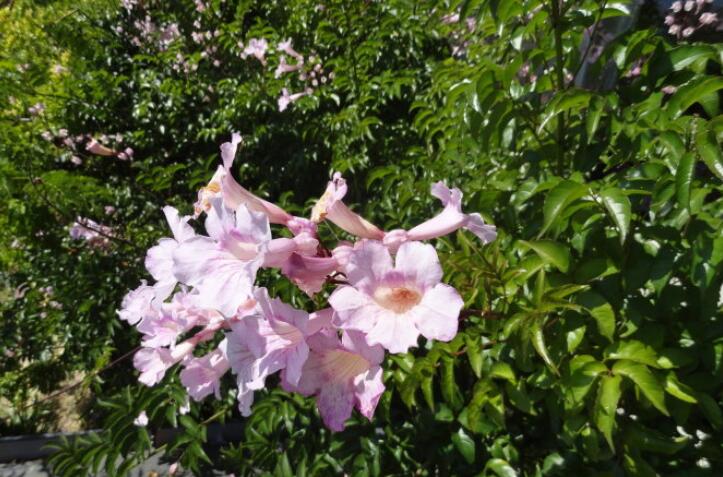 1637905746403937.jpg 非洲凌霄6.jpg