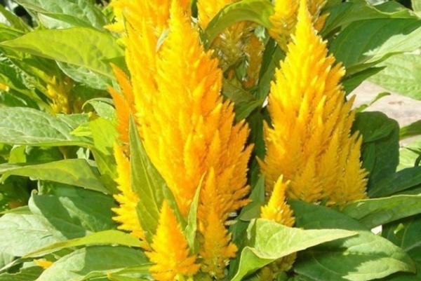 火炬雞冠花 火炬雞冠花