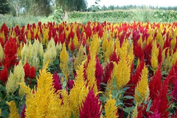 火炬雞冠花 火炬雞冠花