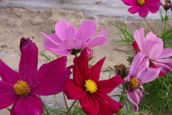 格?；?/></p><p style=