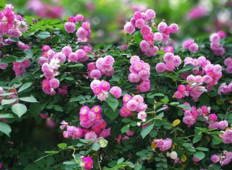 1638087502252847.jpg 月季33333333333333333.jpg