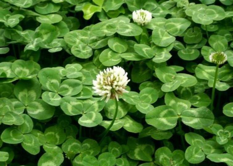 1638110262392400.jpg 白三葉111111111111111.jpg