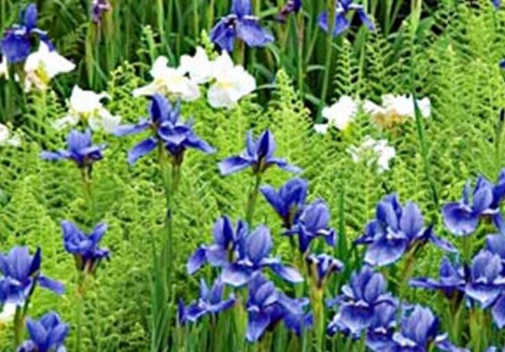 1638172348281019.jpg 馬蓮2222222222222222222.jpg