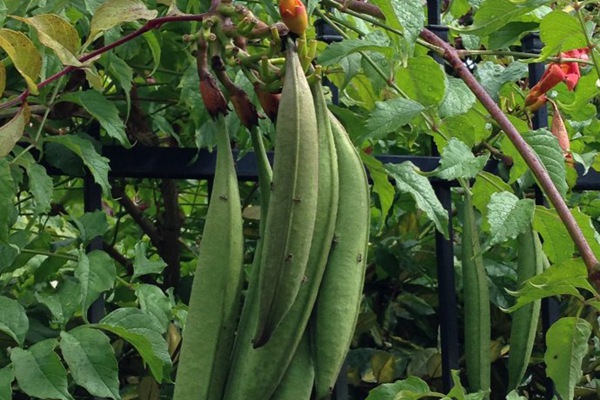 凌霄花的種子是什么樣子的