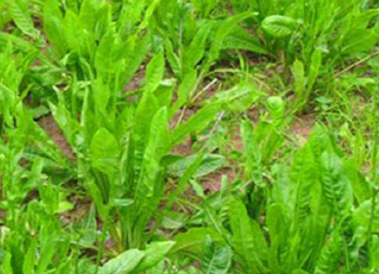 1638974848706661.jpg 1638974848706661.jpg