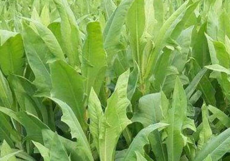 1638974862850357.jpg 1638974862850357.jpg