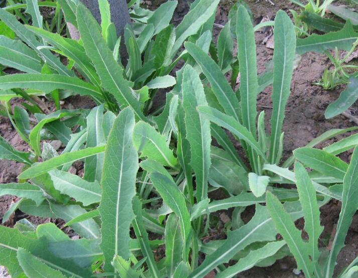 1638974868539624.jpg 1638974868539624.jpg